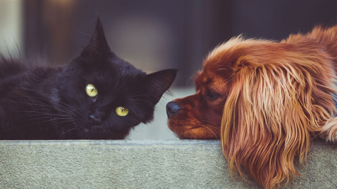 Senti Vet - Medicina e Acupuntura Veterinária - Dra. Rebeca Sales