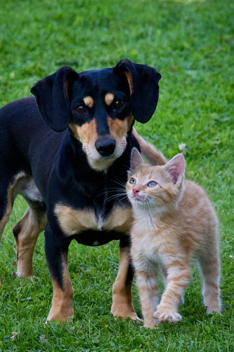 Senti Vet - Medicina e Acupuntura Veterinária - Dra. Rebeca Sales